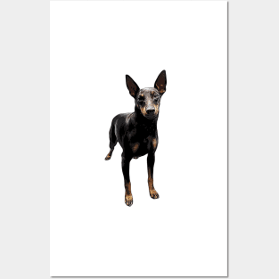 Manchester Terrier Posters and Art